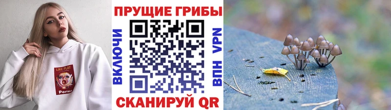 Галлюциногенные грибы Psilocybine cubensis дарк нет как зайти Ардон даркнет сайт